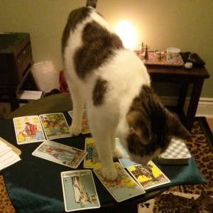 My cat Willow, helping me with a Tarot reading