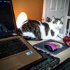 cat_on_desk